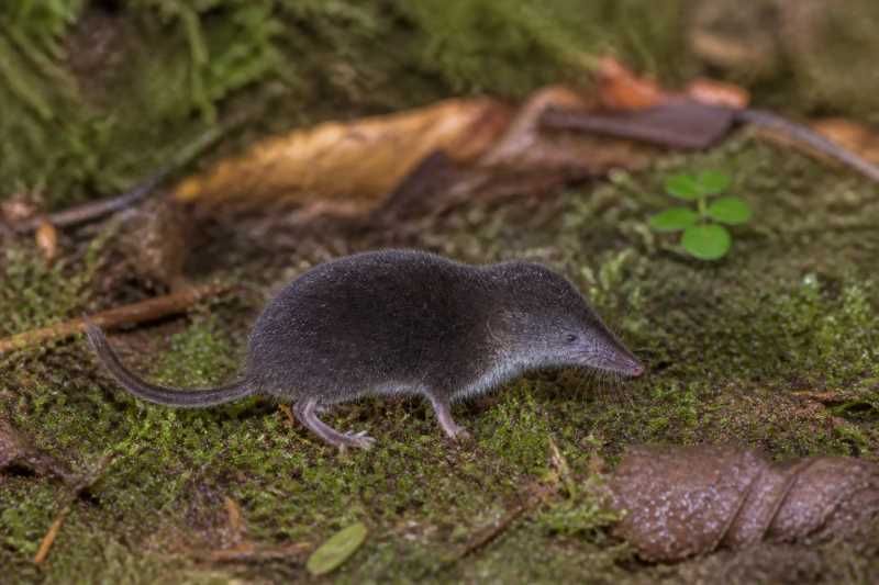 Image of a Sherman's Short-tailed Shrew in its natural habitat