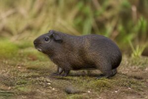 Image of a Shiny Guinea Pig in its natural habitat