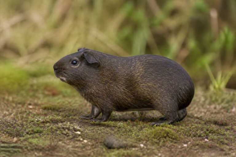 Image of a Shiny Guinea Pig in its natural habitat