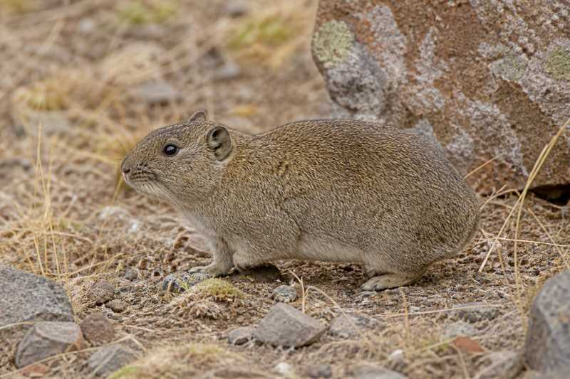 Image of a Shipton's Mountain Cavy in its natural habitat