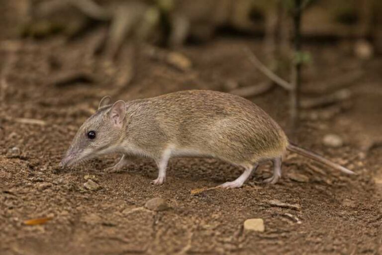 Image of a Short-tailed Bandicoot Rat in its natural habitat