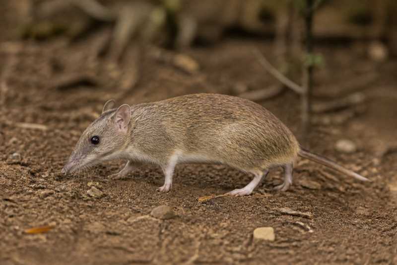 Image of a Short-tailed Bandicoot Rat in its natural habitat