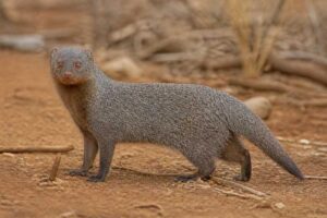 Image of a Short-tailed Mongoose in its natural habitat