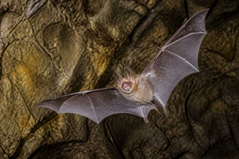Image of a Shortridge's Horseshoe Bat in its natural habitat