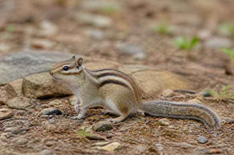 Image of a Siberian Chipmunk in its natural habitat