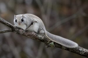 Image of a Siberian Flying Squirrel in its natural habitat