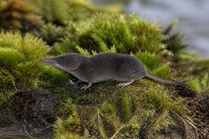 Image of a Siberian White-toothed Shrew in its natural habitat