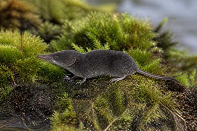 Image of a Siberian White-toothed Shrew in its natural habitat