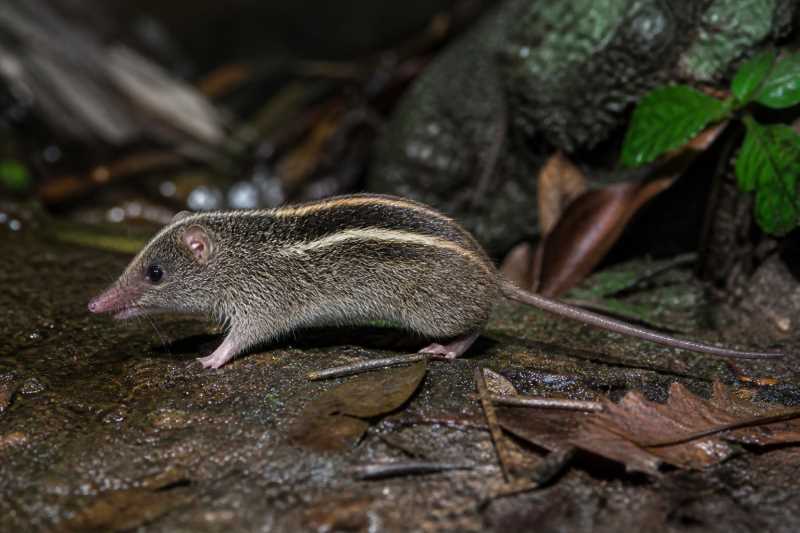 Image of a Sibuyan Striped Shrew Rat in its natural habitat
