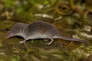 Image of a Sichuan Brown-toothed Shrew in its natural habitat