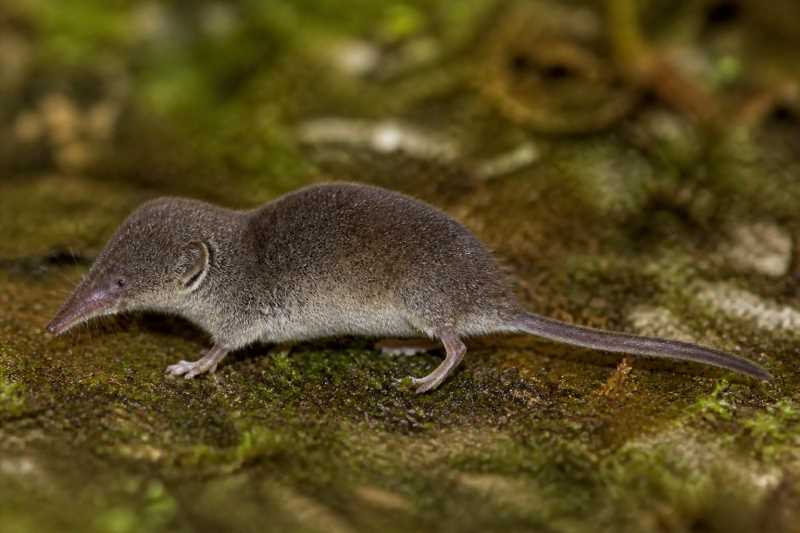 Image of a Sichuan Brown-toothed Shrew in its natural habitat