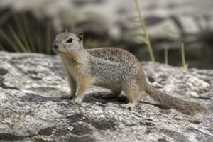 Image of a Sierra Madre Ground Squirrel in its natural habitat