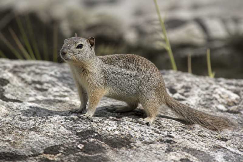 Image of a Sierra Madre Ground Squirrel in its natural habitat