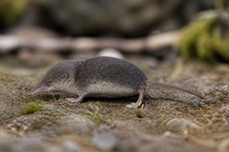 Image of a Sierra Shrew in its natural habitat