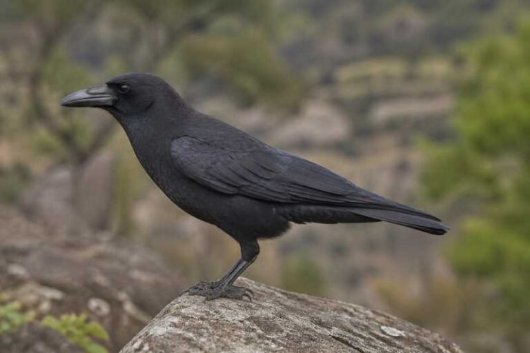 Image of a Sierra Madre Crow in its natural habitat