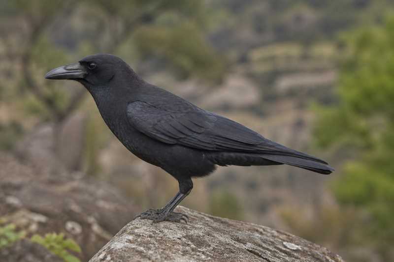 Image of a Sierra Madre Crow in its natural habitat