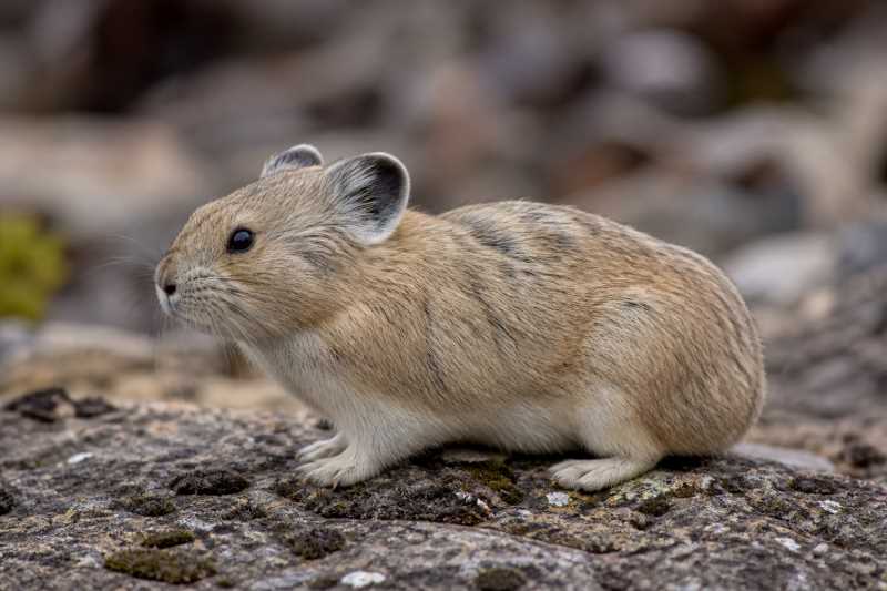 Image of a Sijin Pika in its natural habitat