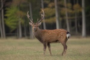 Image of a Sika Deer in its natural habitat