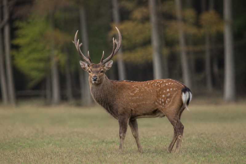 Image of a Sika Deer in its natural habitat
