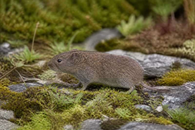 Image of a Sikkim Mountain Vole in its natural habitat