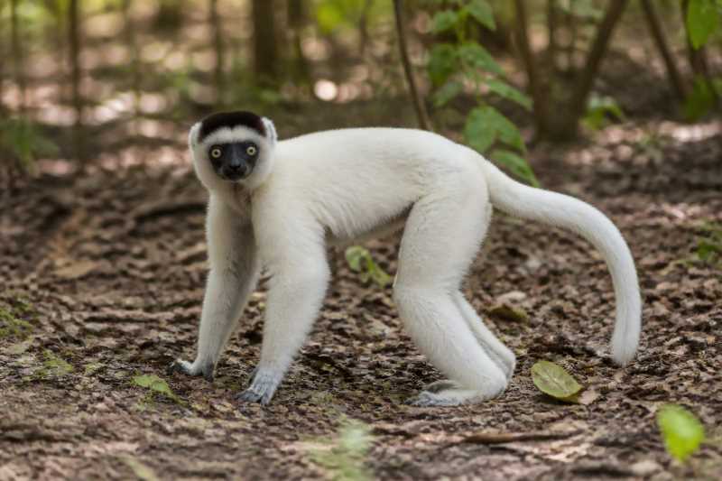 Image of a Silky Sifaka in its natural habitat