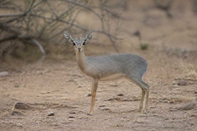Image of a Silver Dik-dik in its natural habitat