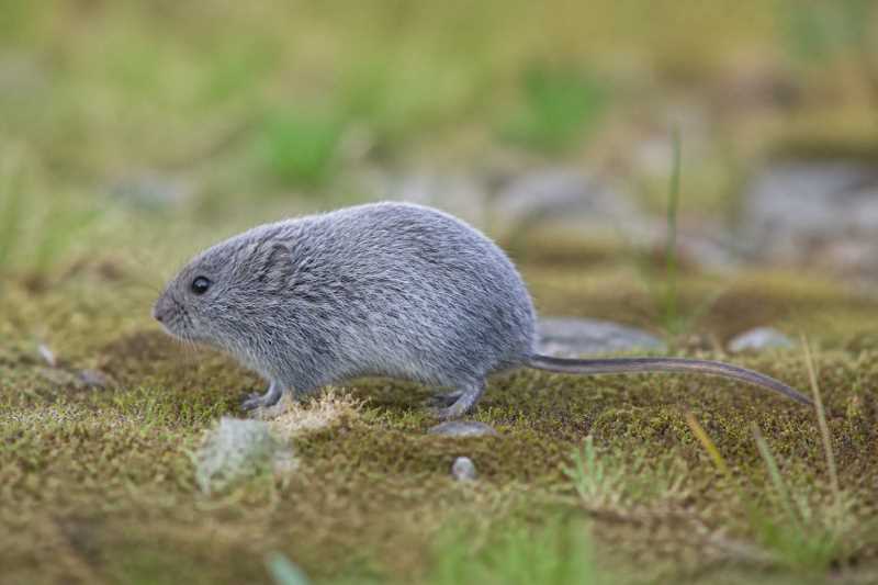 Image of a Silver Mountain Vole in its natural habitat