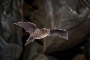 Image of a Silver-tipped Myotis in its natural habitat