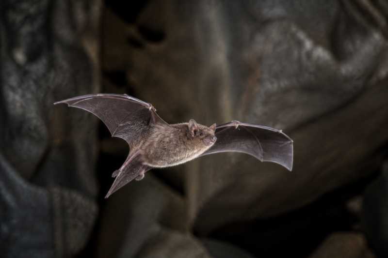 Image of a Silver-tipped Myotis in its natural habitat