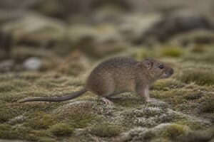 Image of a Simien Brush-furred Rat in its natural habitat