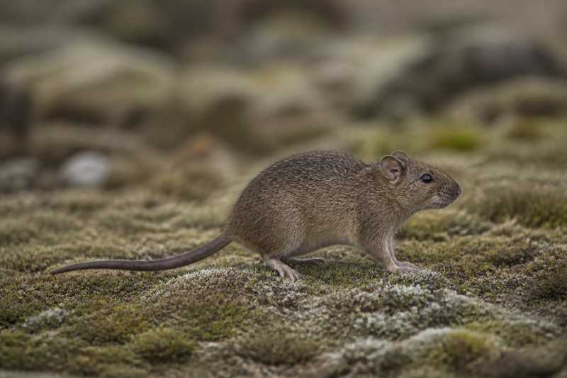 Image of a Simien Brush-furred Rat in its natural habitat