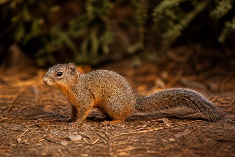 Image of a Simons's Dwarf Squirrel in its natural habitat
