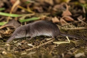 Image of a Small Elongated White-toothed Shrew in its natural habitat