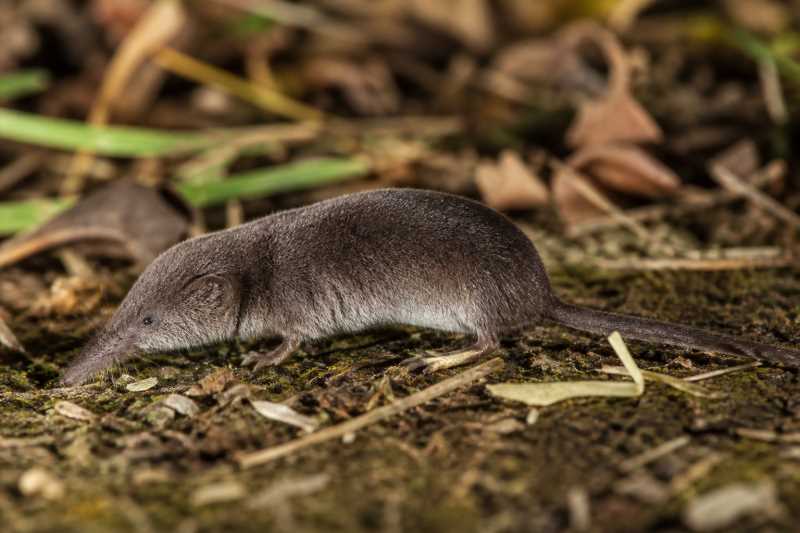 Image of a Small Elongated White-toothed Shrew in its natural habitat