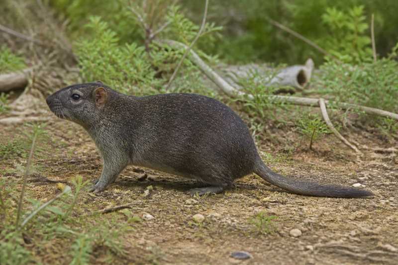 Image of a Small Haitian Hutia in its natural habitat