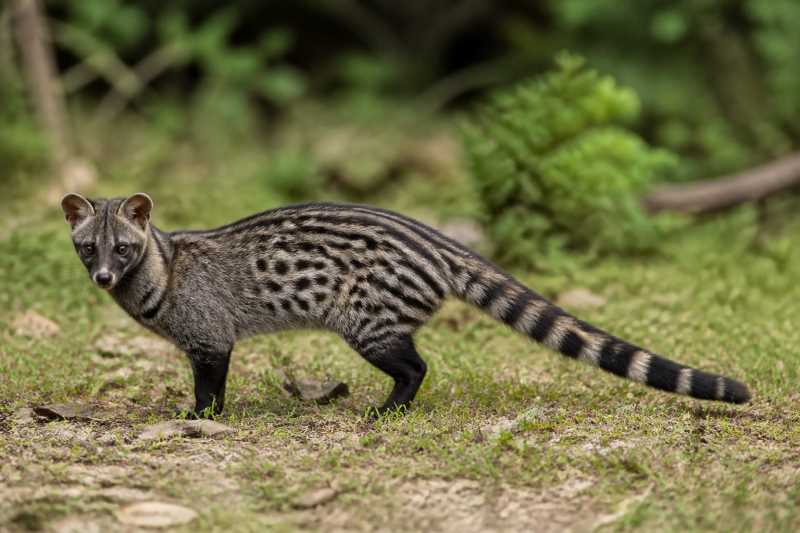 Image of a Small Indian Civet in its natural habitat