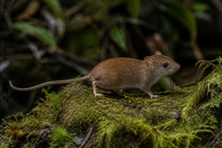 Image of a Small Red-nosed Tree Mouse in its natural habitat