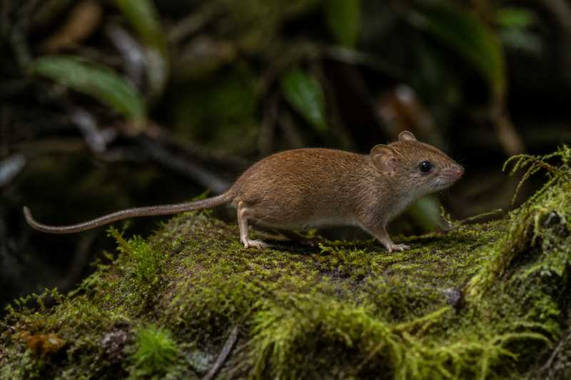 Image of a Small Red-nosed Tree Mouse in its natural habitat