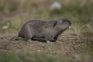 Image of a Smoky Pocket Gopher in its natural habitat