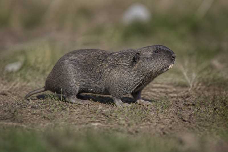 Image of a Smoky Pocket Gopher in its natural habitat