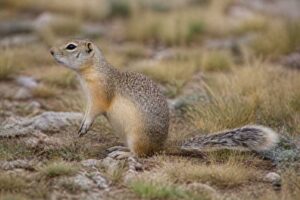 Image of a Snake River Plains Ground Squirrel in its natural habitat