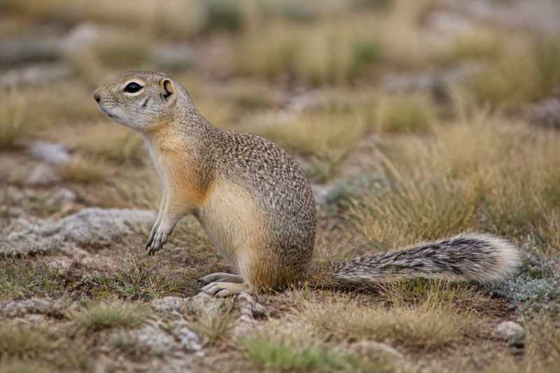 Image of a Snake River Plains Ground Squirrel in its natural habitat