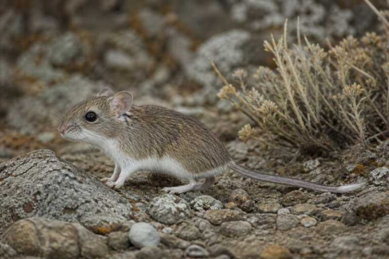 Image of a Snow-footed Oldfield Mouse in its natural habitat