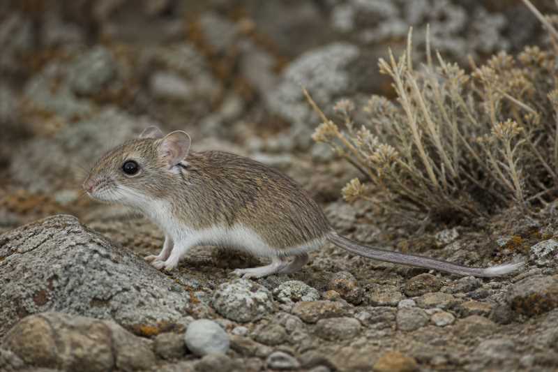 Image of a Snow-footed Oldfield Mouse in its natural habitat
