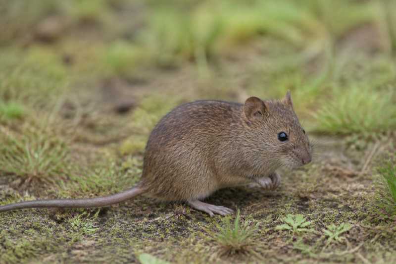 Image of a Soft-furred Grass Mouse in its natural habitat