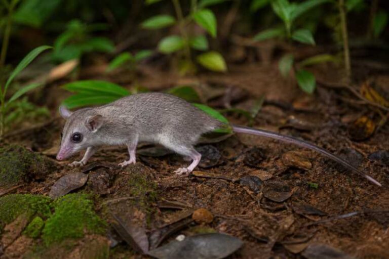 Image of a Soini's Slender Opossum in its natural habitat