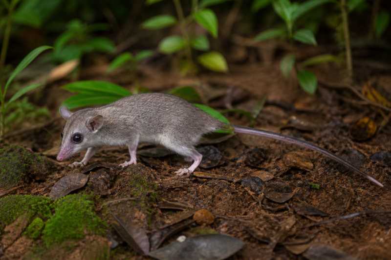 Image of a Soini's Slender Opossum in its natural habitat