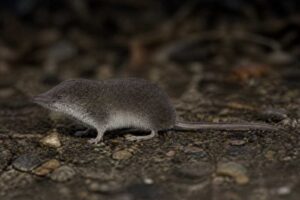 Image of a Sokolov White-toothed Shrew in its natural habitat