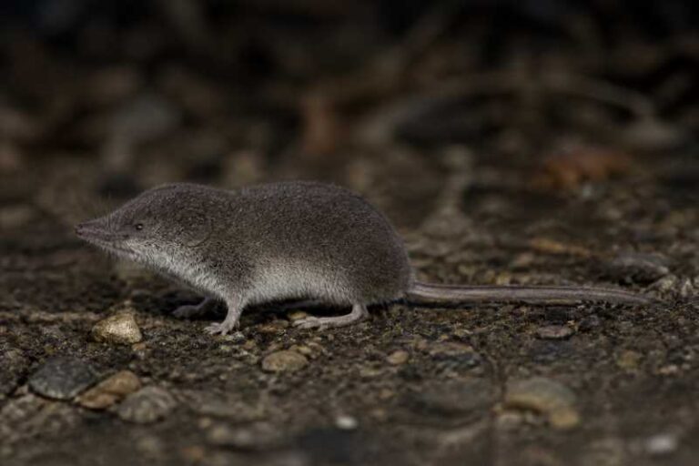 Image of a Sokolov White-toothed Shrew in its natural habitat