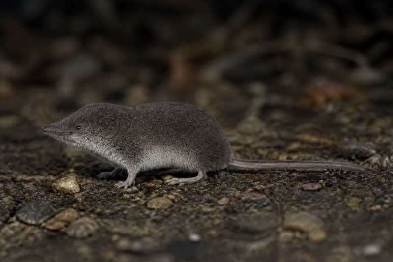 Image of a Sokolov White-toothed Shrew in its natural habitat